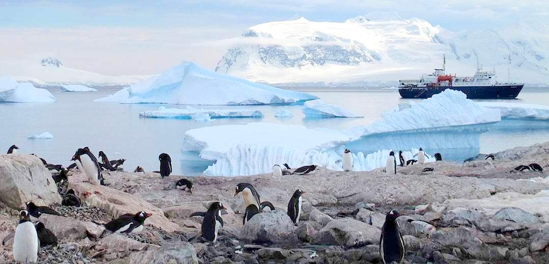 Bild Antarktis Reise Pinguinkolonie besuchen