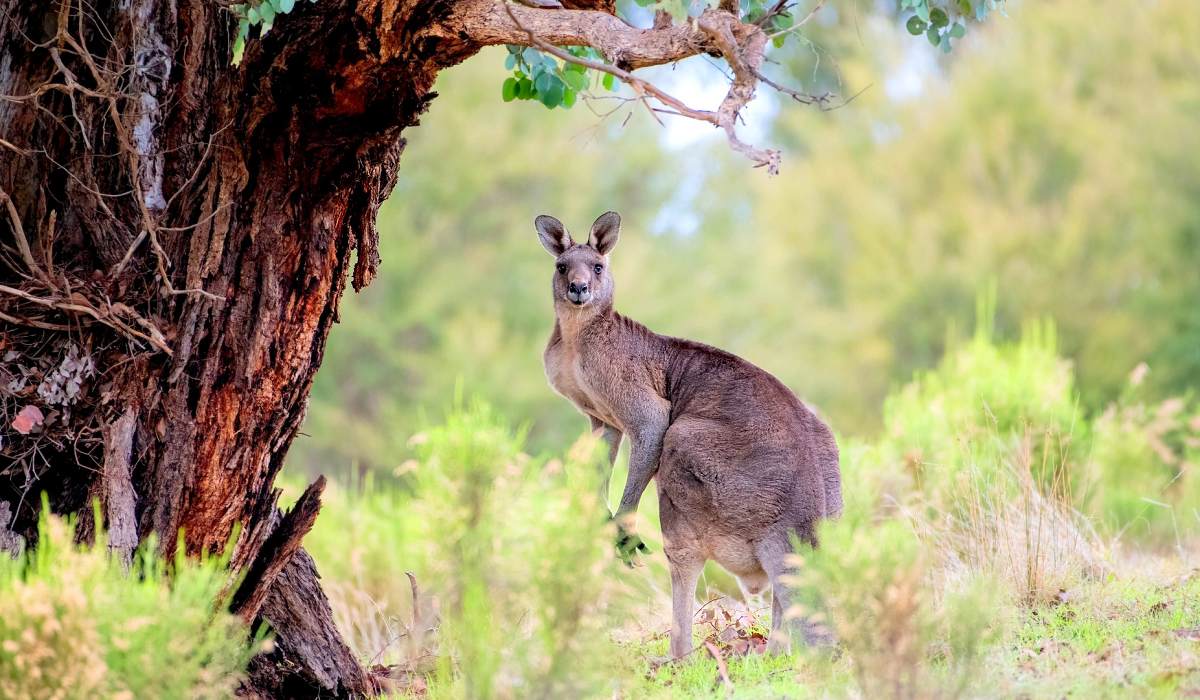 Australien Rundreise - Outback Känguru