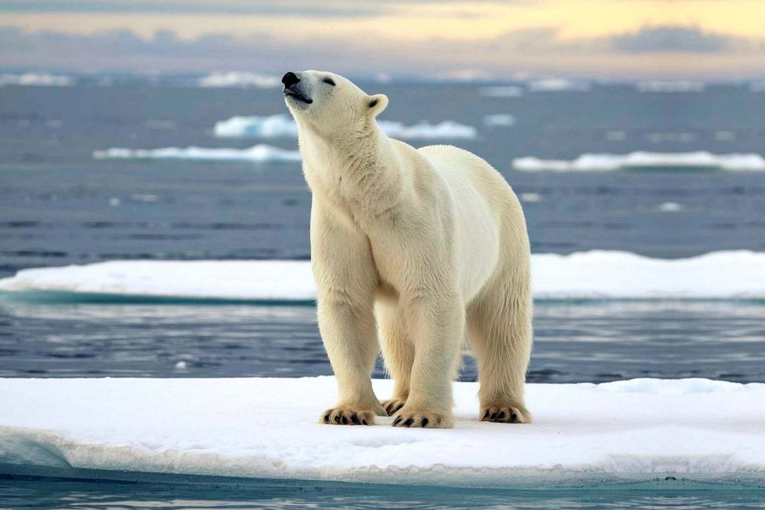 Foto: Eisbr in der Arktis bei Spitzbergen